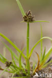 Bruin cypergras (Cyperus fuscus)