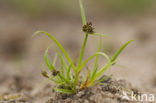 Bruin cypergras (Cyperus fuscus)