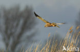 Bruine Kiekendief (Circus aeruginosus)