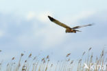 Marsh Harrier (Circus aeruginosus)