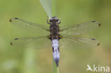 Bruine korenbout (Libellula fulva) 