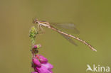 Brown Emerald Damselfly (Sympecma fusca)