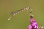 Bruine winterjuffer (Sympecma fusca) 