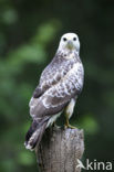 Buizerd (Buteo buteo)