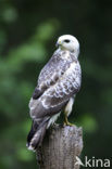 Buizerd (Buteo buteo)