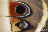 Calleta Silkmoth (Eupackardia calleta)