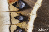 Calleta Silkmoth (Eupackardia calleta)