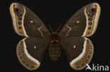 Calleta Silkmoth (Eupackardia calleta)