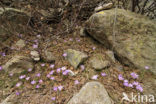 Corsican Crocus (Crocus corsicus)