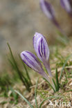 Corsican Crocus (Crocus corsicus)