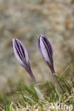 Corsican Crocus (Crocus corsicus)