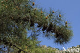 Corsikaanse den (Pinus nigra var. maritima)