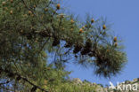 Corsican Pine (Pinus nigra var. maritima)