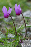 Cyclaam (Cyclamen repandum)