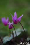 Cyclaam (Cyclamen repandum)