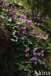 Cyclaam (Cyclamen repandum)