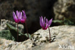 Cyclaam (Cyclamen repandum)