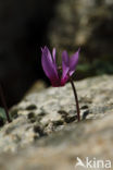 Cyclamen repandum