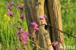 Dagkoekoeksbloem (Silene dioica)