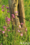 Dagkoekoeksbloem (Silene dioica)