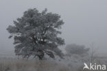 Pine tree (Pinus spec.)