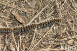 Pine processionary Moth (Thaumetopoea pityocampa)