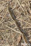 Pine processionary Moth (Thaumetopoea pityocampa)