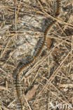 Pine processionary Moth (Thaumetopoea pityocampa)