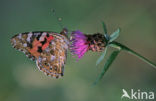 Distelvlinder (Vanessa cardui)