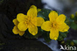 Dotterbloem (Caltha palustris)