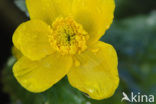 Dotterbloem (Caltha palustris)