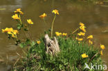 Dotterbloem (Caltha palustris)