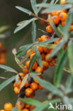 Duindoorn (Hippophae rhamnoides)