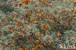 Sea-buckthorn (Hippophae rhamnoides)