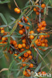 Sea-buckthorn (Hippophae rhamnoides)