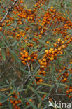 Duindoorn (Hippophae rhamnoides)