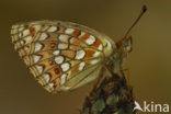 Duinparelmoervlinder (Argynnis niobe) 