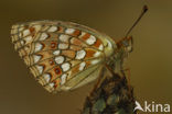 Niobe Fritillary (Argynnis niobe)