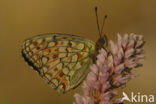 Niobe Fritillary (Argynnis niobe)