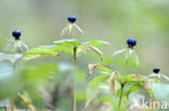 Eenbes (Paris quadrifolia)