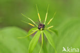 Herb-Paris