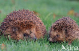 Hedgehog (Erinaceus europaeus)