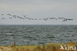 Eider (Somateria mollissima)