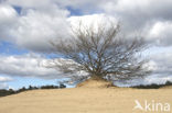 Oak (Quercus)