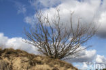 Oak (Quercus)