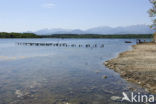 Etang d’Urbino