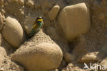 European Bee-eater (Merops apiaster)