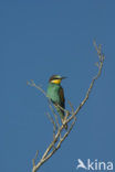 Europese Bijeneter (Merops apiaster)