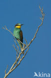 European Bee-eater (Merops apiaster)