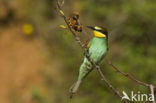 European Bee-eater (Merops apiaster)